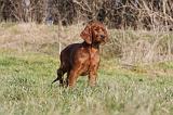 SETTER IRLANDAIS 314
